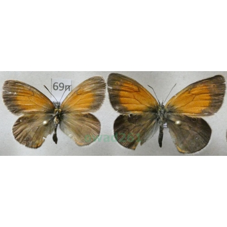 Coenonympha arcania Linnaeus, 1761 pair Strzępotek perełkowiec Poland69n